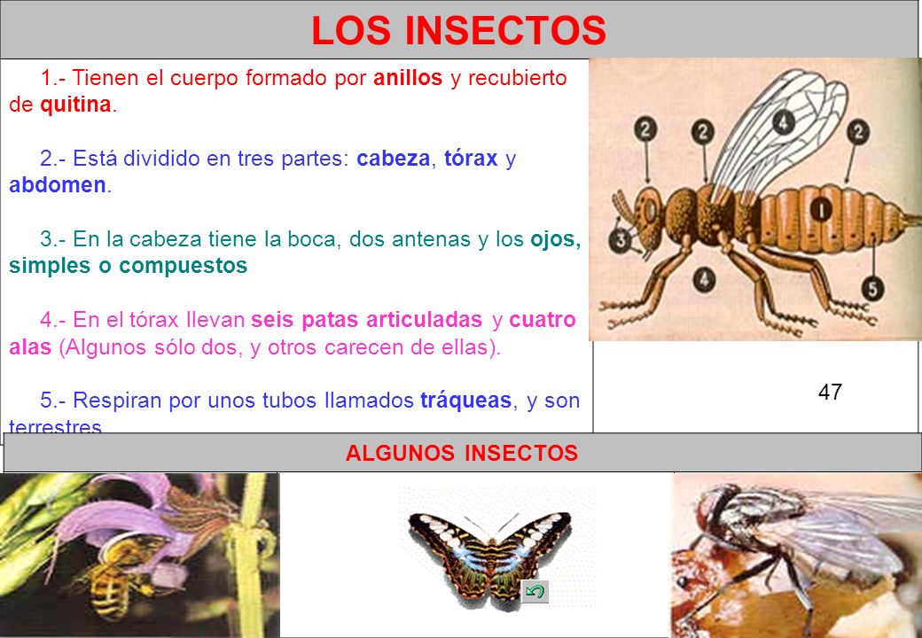 LOS INSECTOS 1.- Tienen el cuerpo formado por anillos y recubierto de quitina. 2.- Está dividido en tres partes: cabeza, tórax y abdomen.