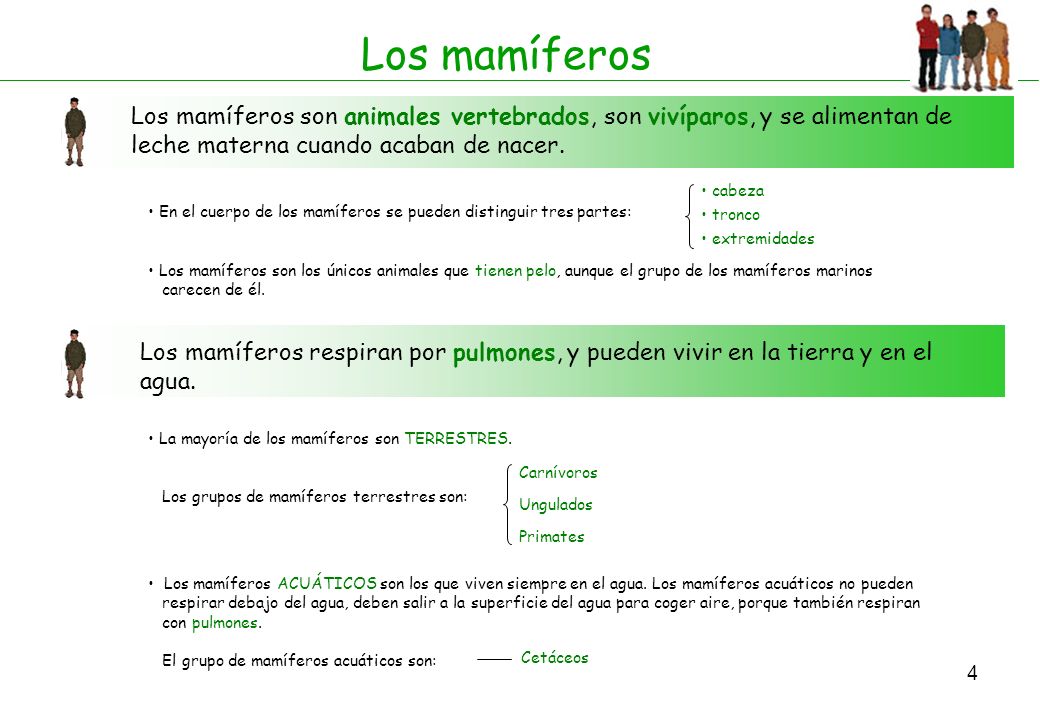 Los mamíferos Los mamíferos son animales vertebrados, son vivíparos, y se alimentan de leche materna cuando acaban de nacer.
