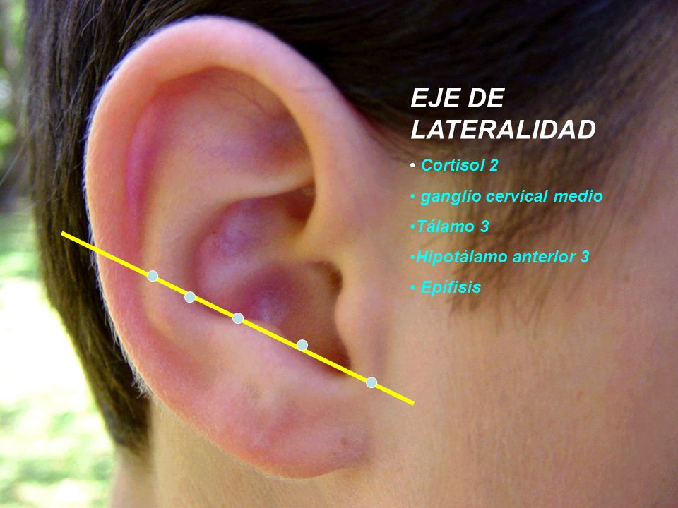 EJE DE LATERALIDAD Cortisol 2 ganglio cervical medio Tálamo 3