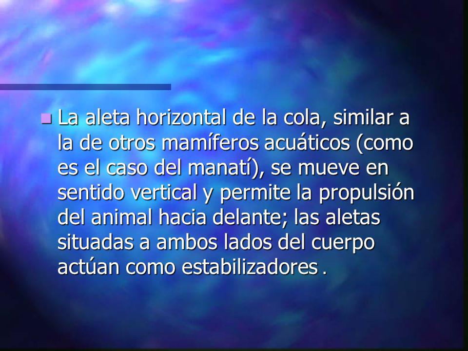La aleta horizontal de la cola, similar a la de otros mamíferos acuáticos (como es el caso del manatí), se mueve en sentido vertical y permite la propulsión del animal hacia delante; las aletas situadas a ambos lados del cuerpo actúan como estabilizadores.