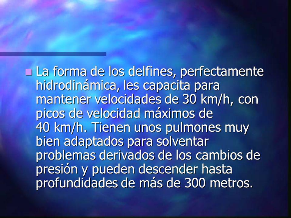 La forma de los delfines, perfectamente hidrodinámica, les capacita para mantener velocidades de 30 km/h, con picos de velocidad máximos de 40 km/h.