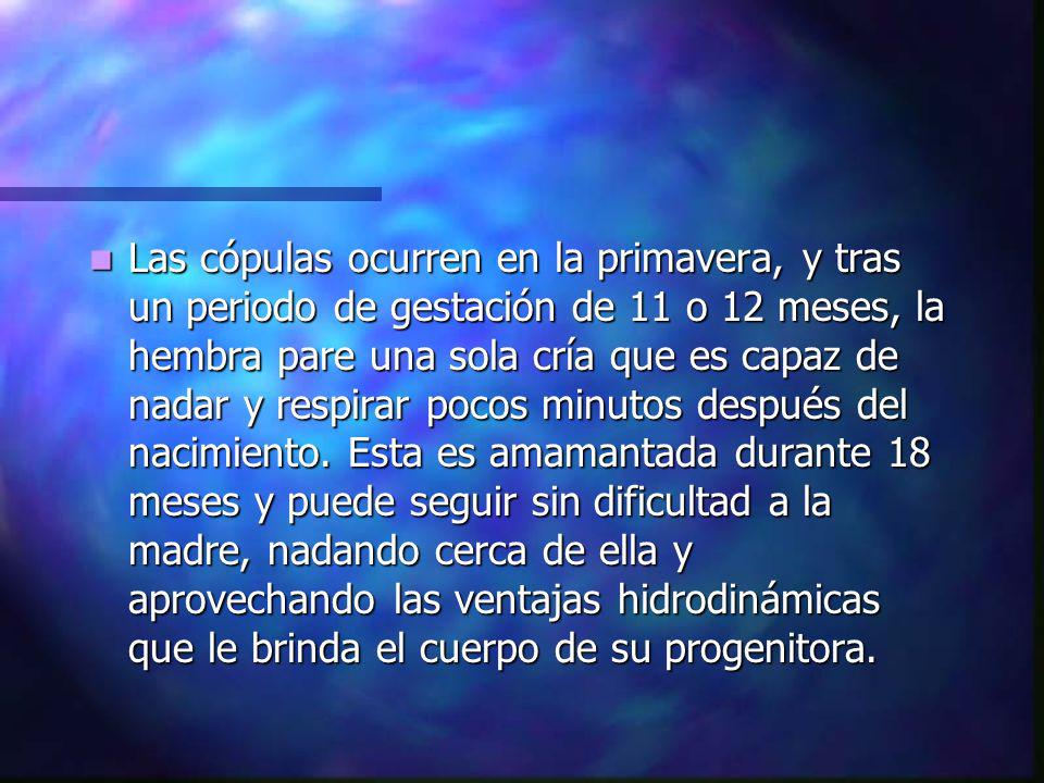Las cópulas ocurren en la primavera, y tras un periodo de gestación de 11 o 12 meses, la hembra pare una sola cría que es capaz de nadar y respirar pocos minutos después del nacimiento.