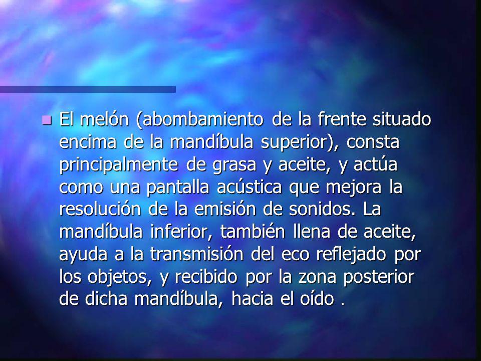 El melón (abombamiento de la frente situado encima de la mandíbula superior), consta principalmente de grasa y aceite, y actúa como una pantalla acústica que mejora la resolución de la emisión de sonidos.