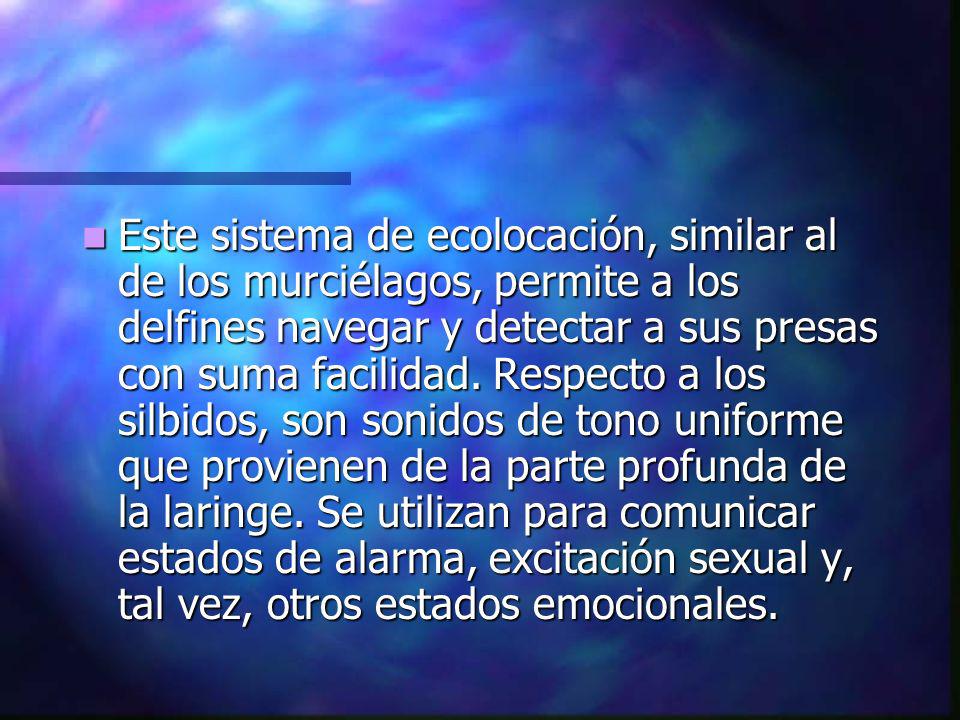 Este sistema de ecolocación, similar al de los murciélagos, permite a los delfines navegar y detectar a sus presas con suma facilidad.