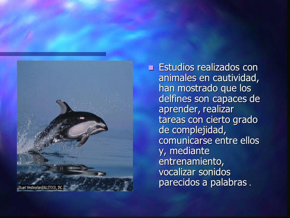 Estudios realizados con animales en cautividad, han mostrado que los delfines son capaces de aprender, realizar tareas con cierto grado de complejidad, comunicarse entre ellos y, mediante entrenamiento, vocalizar sonidos parecidos a palabras.