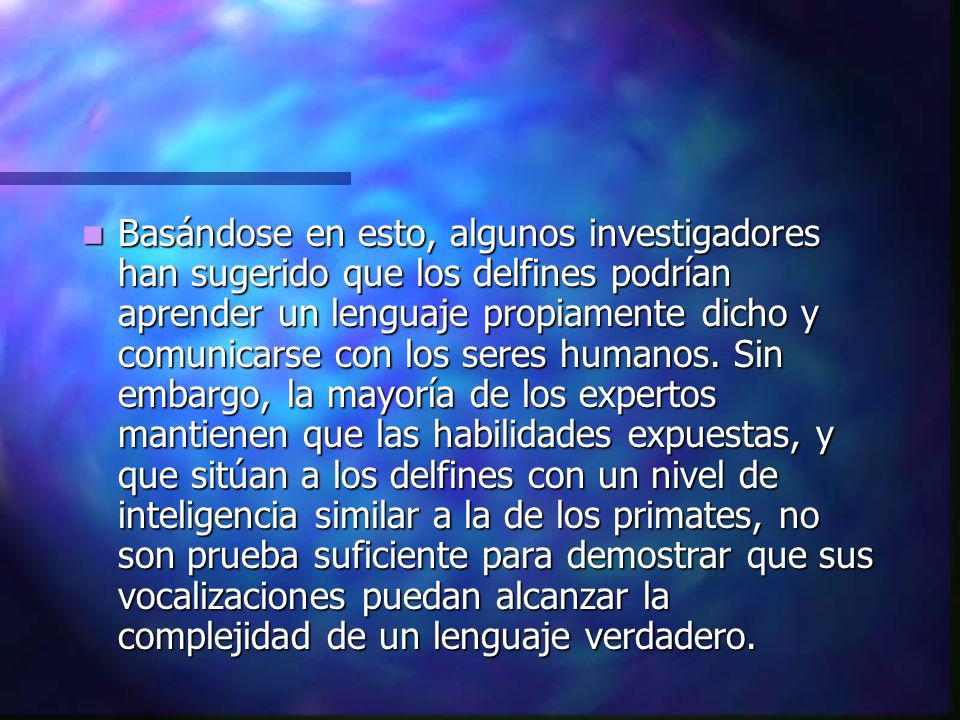 Basándose en esto, algunos investigadores han sugerido que los delfines podrían aprender un lenguaje propiamente dicho y comunicarse con los seres humanos.