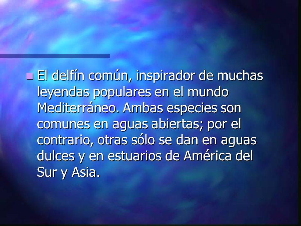 El delfín común, inspirador de muchas leyendas populares en el mundo Mediterráneo.