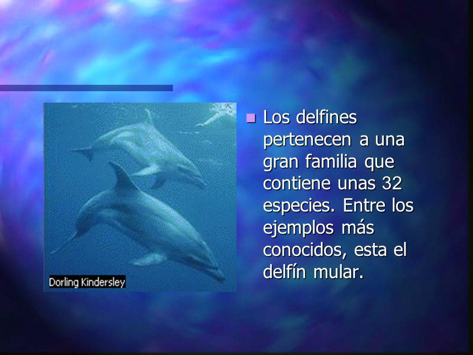 Los delfines pertenecen a una gran familia que contiene unas 32 especies.