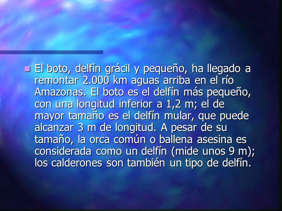 El boto, delfín grácil y pequeño, ha llegado a remontar 2