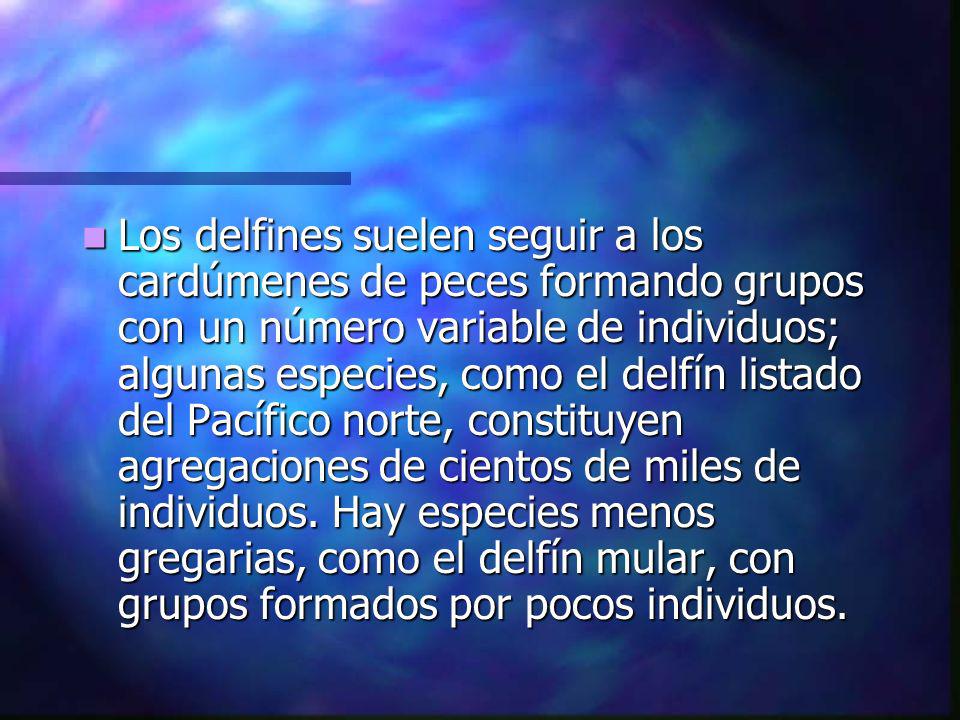 Los delfines suelen seguir a los cardúmenes de peces formando grupos con un número variable de individuos; algunas especies, como el delfín listado del Pacífico norte, constituyen agregaciones de cientos de miles de individuos.