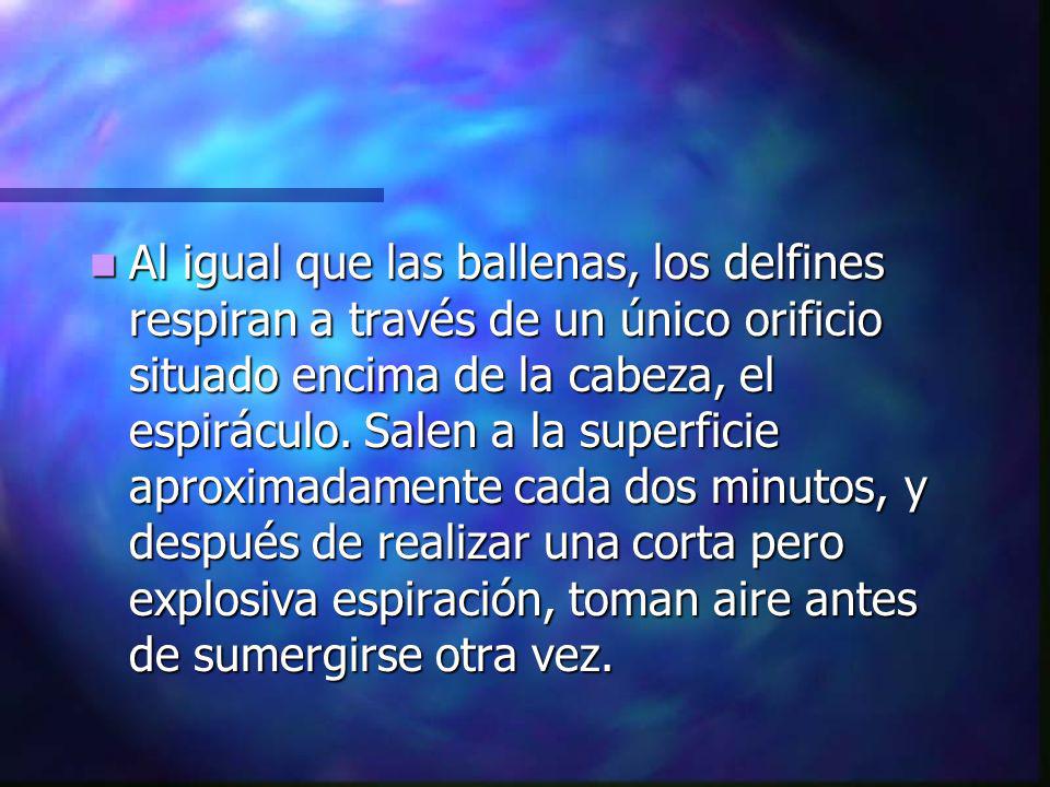 Al igual que las ballenas, los delfines respiran a través de un único orificio situado encima de la cabeza, el espiráculo.