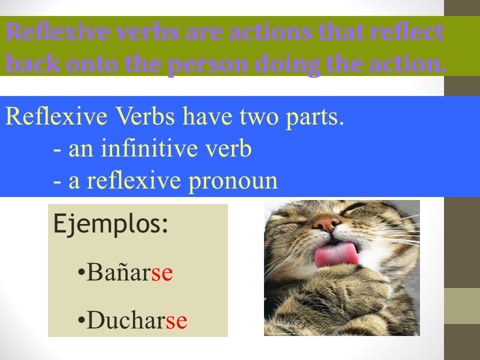Reflexive verbs are actions that reflect back onto the person doing the action.