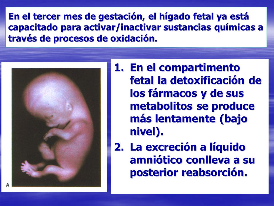 La excreción a líquido amniótico conlleva a su posterior reabsorción.