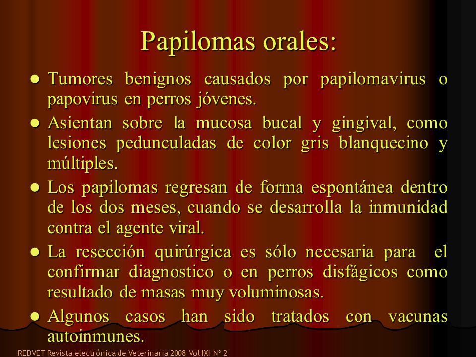 Papilomas orales: Tumores benignos causados por papilomavirus o papovirus en perros jóvenes.