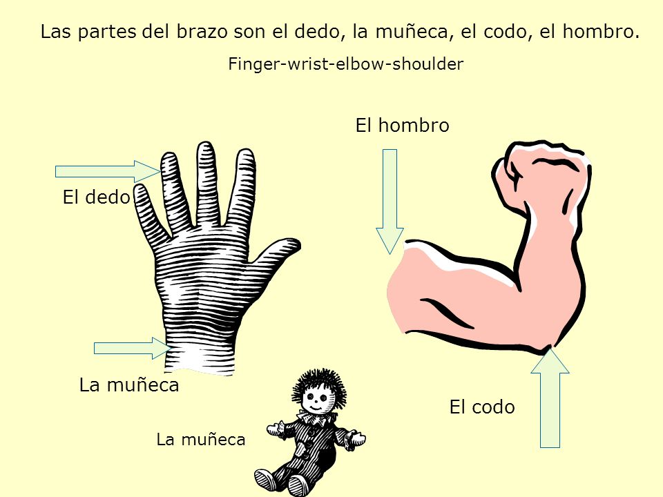 Las partes del brazo son el dedo, la muñeca, el codo, el hombro.