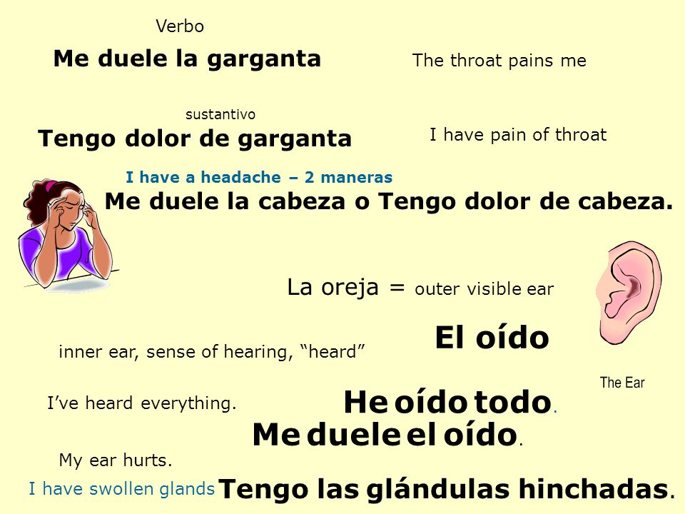 El oído He oído todo. Me duele el oído. Tengo las glándulas hinchadas.