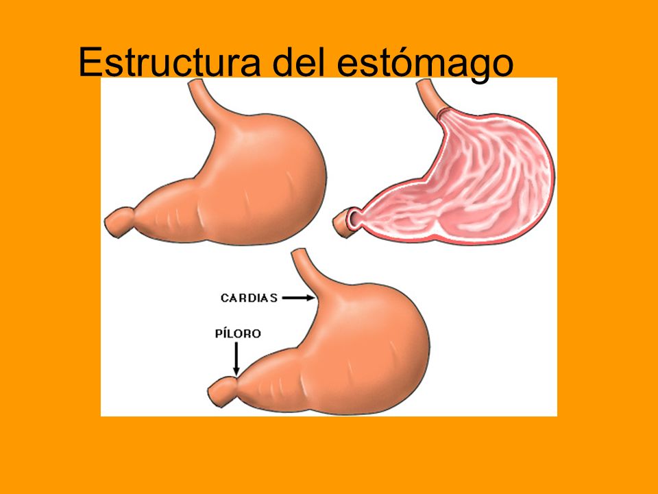 Estructura del estómago
