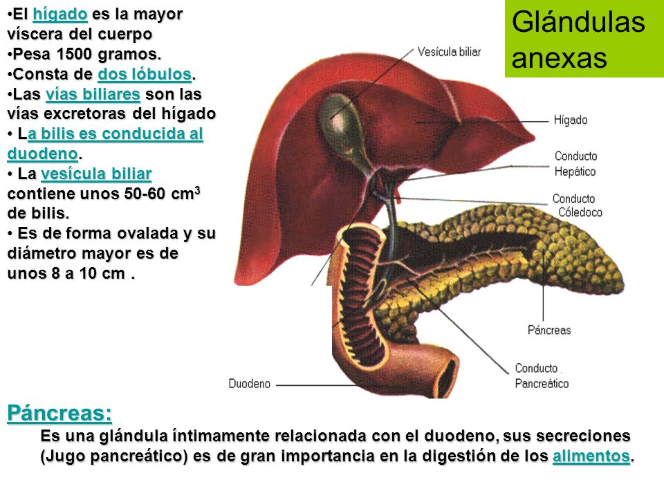 Glándulas anexas Páncreas: El hígado es la mayor víscera del cuerpo