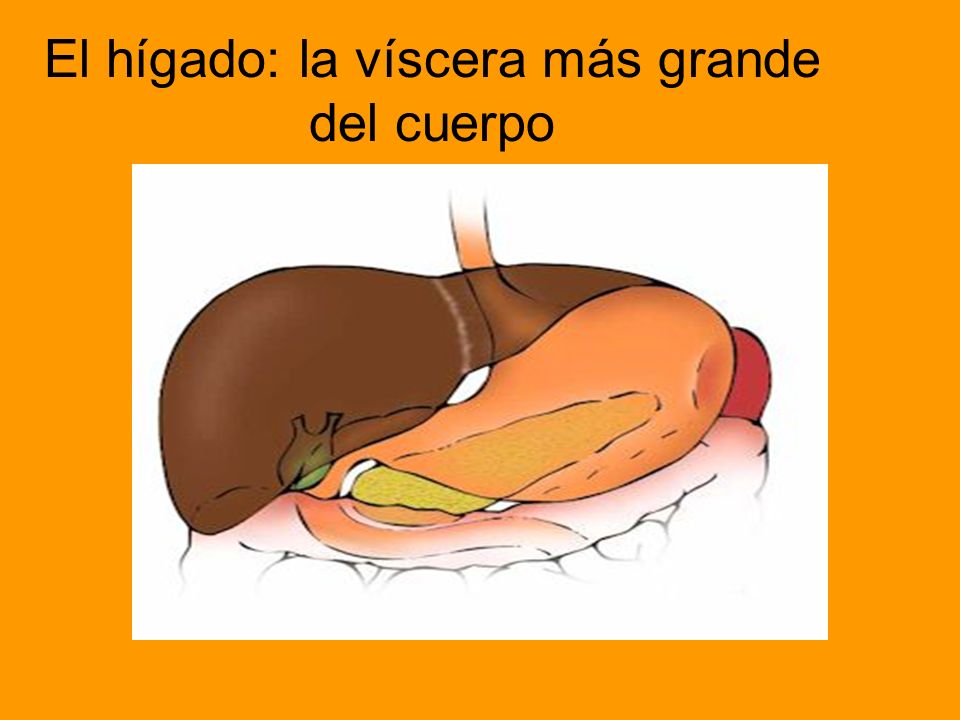 El hígado: la víscera más grande del cuerpo