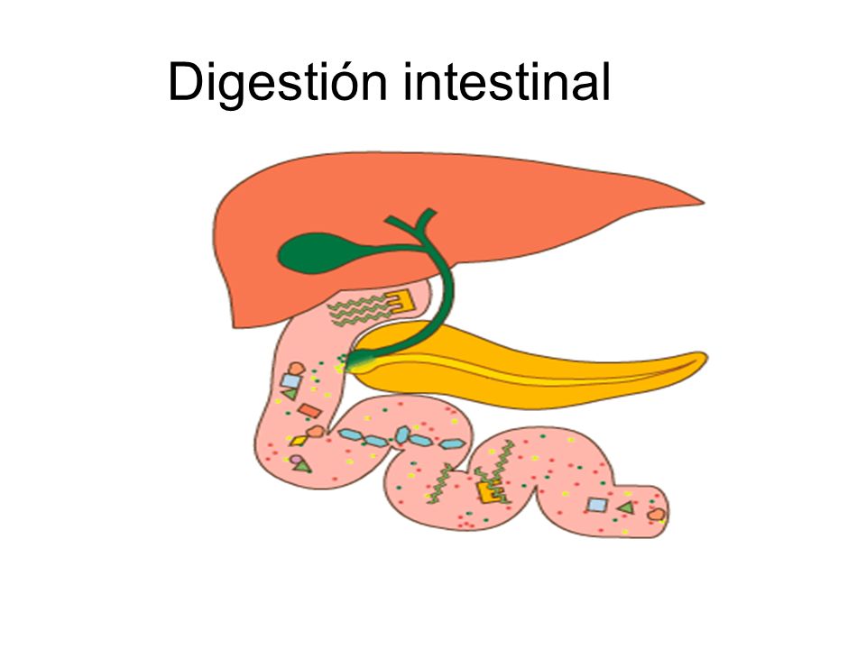 Digestión intestinal
