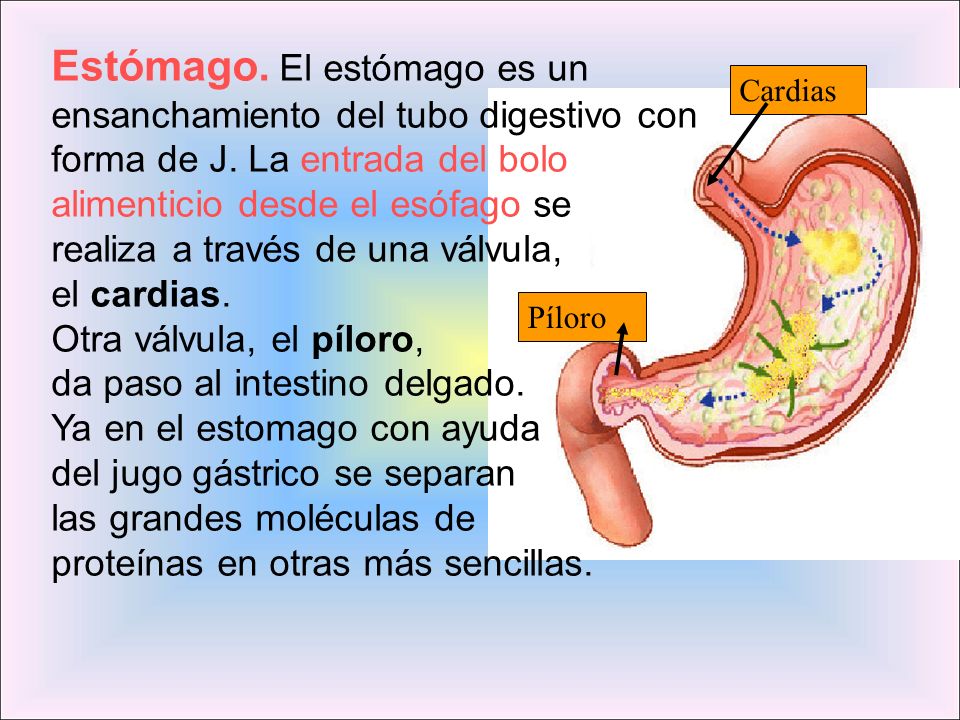 Estómago. El estómago es un ensanchamiento del tubo digestivo con forma de J. La entrada del bolo