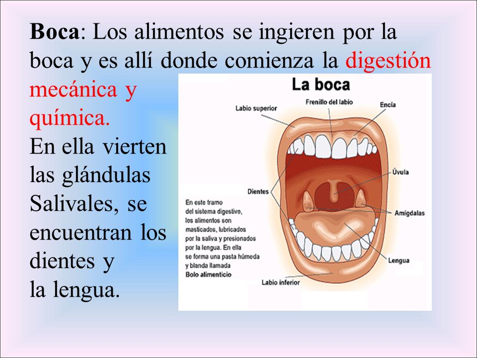 Boca: Los alimentos se ingieren por la boca y es allí donde comienza la digestión mecánica y