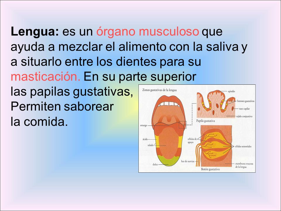 Lengua: es un órgano musculoso que ayuda a mezclar el alimento con la saliva y a situarlo entre los dientes para su masticación. En su parte superior