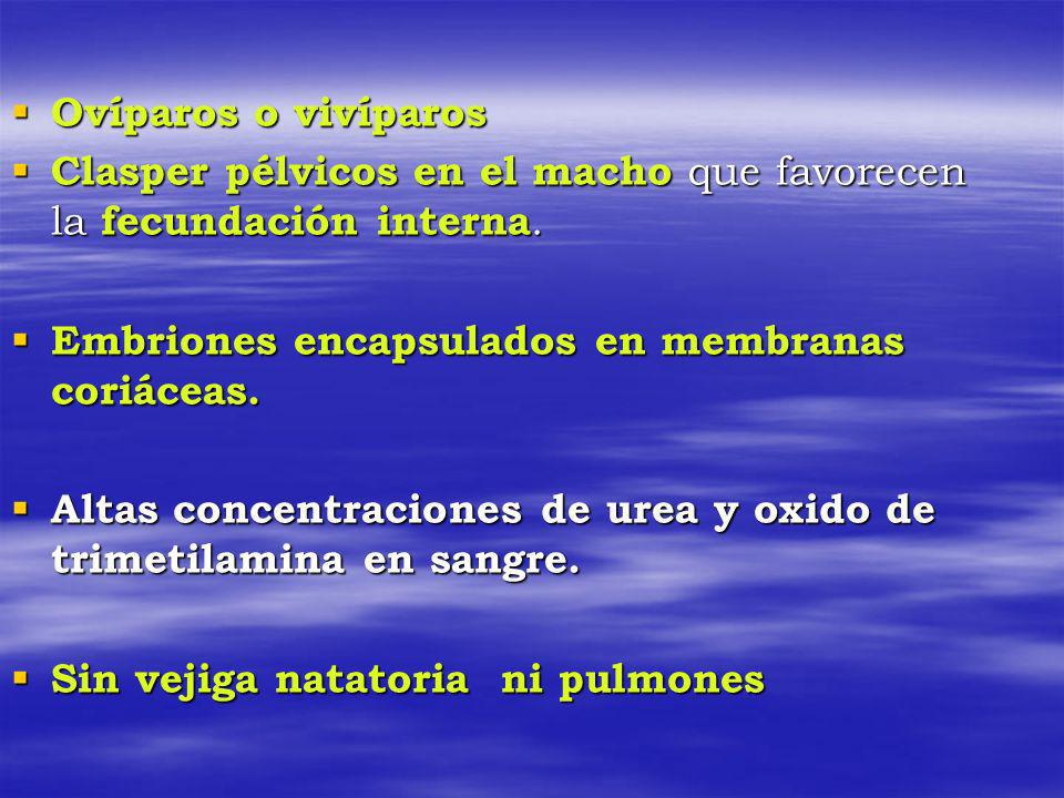 Ovíparos o vivíparos Clasper pélvicos en el macho que favorecen la fecundación interna. Embriones encapsulados en membranas coriáceas.