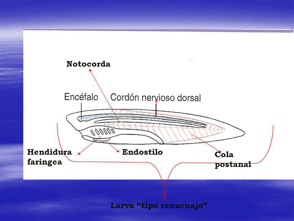Notocorda Hendidura faringea Endostilo Cola postanal Larva tipo renacuajo