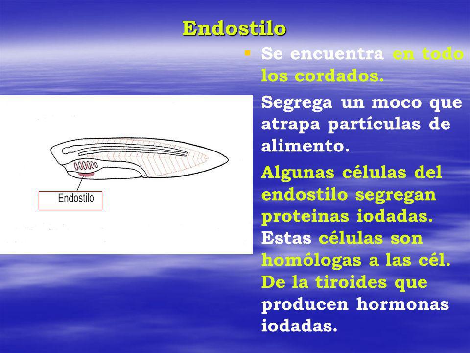 Endostilo Se encuentra en todo los cordados.