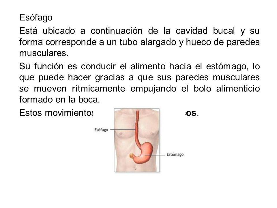 Esófago Está ubicado a continuación de la cavidad bucal y su forma corresponde a un tubo alargado y hueco de paredes musculares.