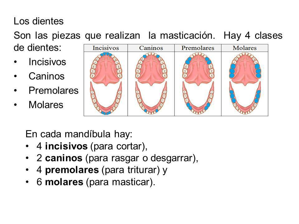 Los dientes Son las piezas que realizan la masticación. Hay 4 clases de dientes: Incisivos. Caninos.