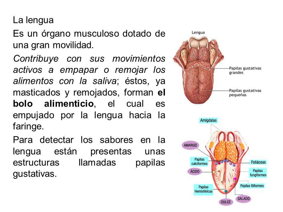 La lengua Es un órgano musculoso dotado de una gran movilidad.