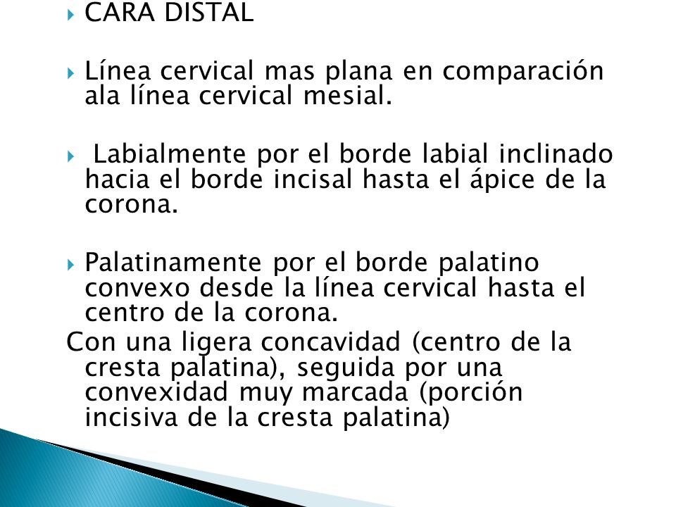 CARA DISTAL Línea cervical mas plana en comparación ala línea cervical mesial.