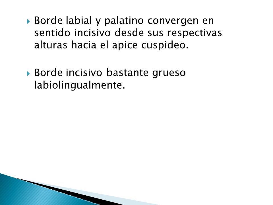 Borde labial y palatino convergen en sentido incisivo desde sus respectivas alturas hacia el apice cuspideo.