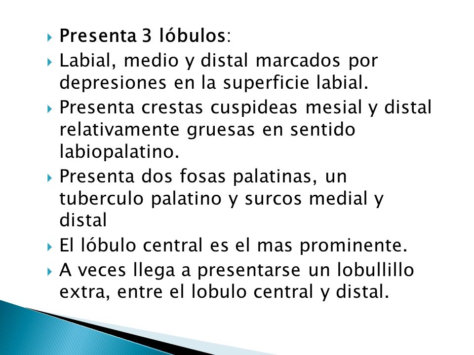 Presenta 3 lóbulos: Labial, medio y distal marcados por depresiones en la superficie labial.