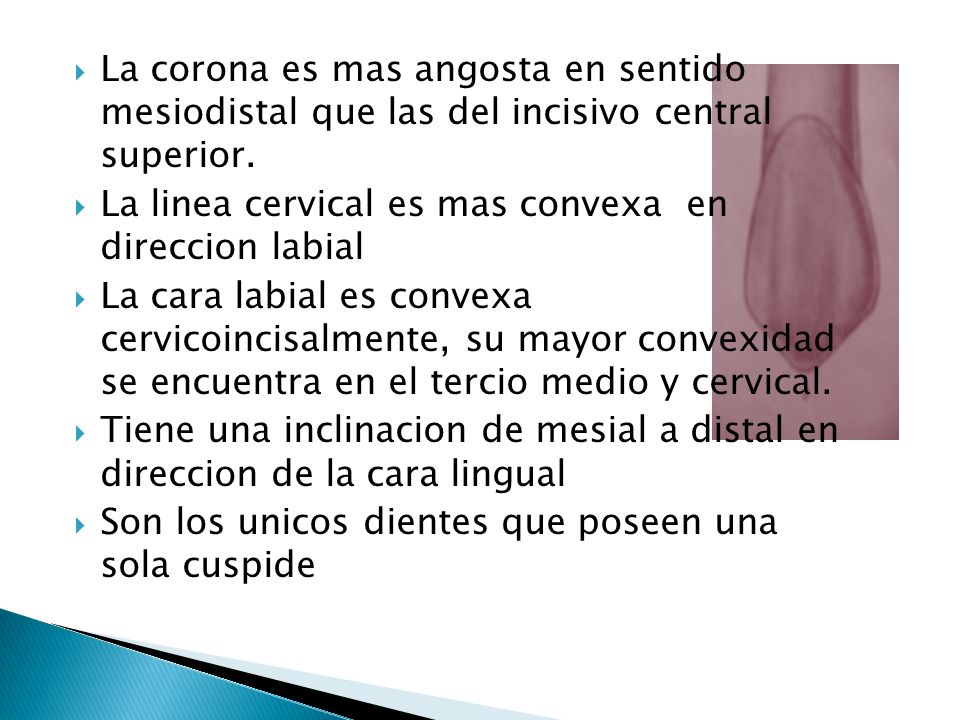 La corona es mas angosta en sentido mesiodistal que las del incisivo central superior.