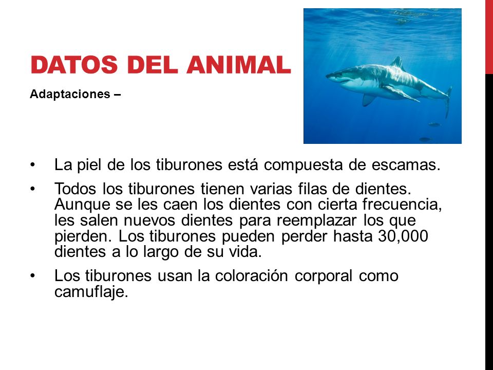 Datos del animal La piel de los tiburones está compuesta de escamas.