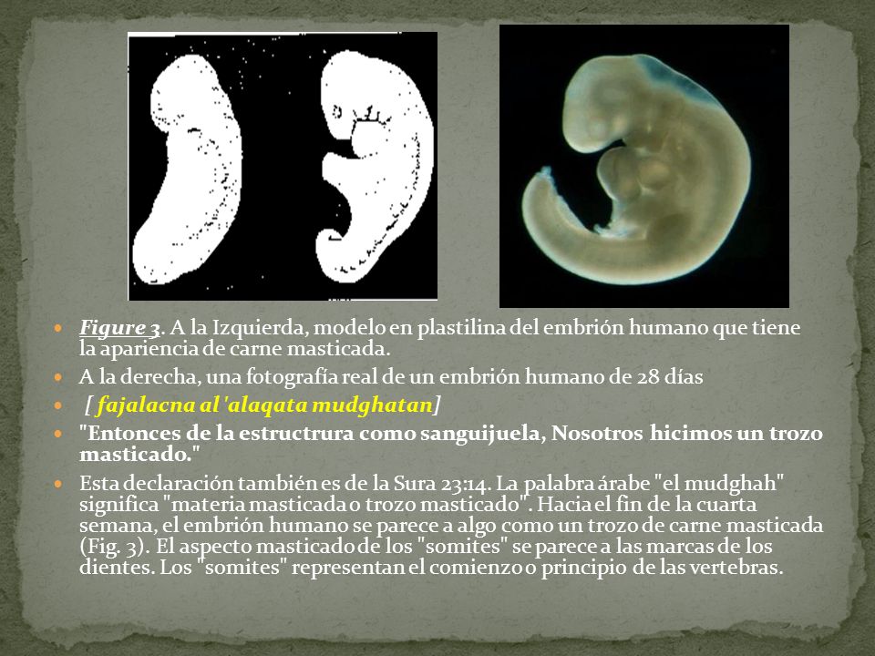 Figure 3. A la Izquierda, modelo en plastilina del embrión humano que tiene la apariencia de carne masticada.