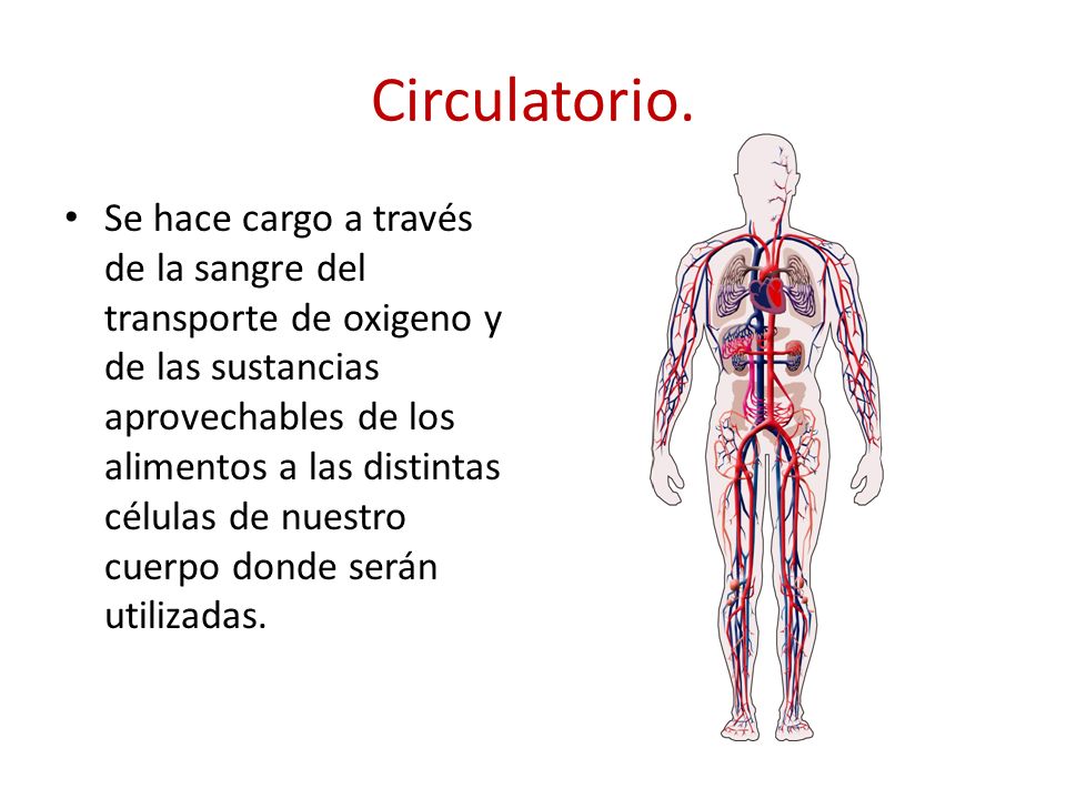 Circulatorio.