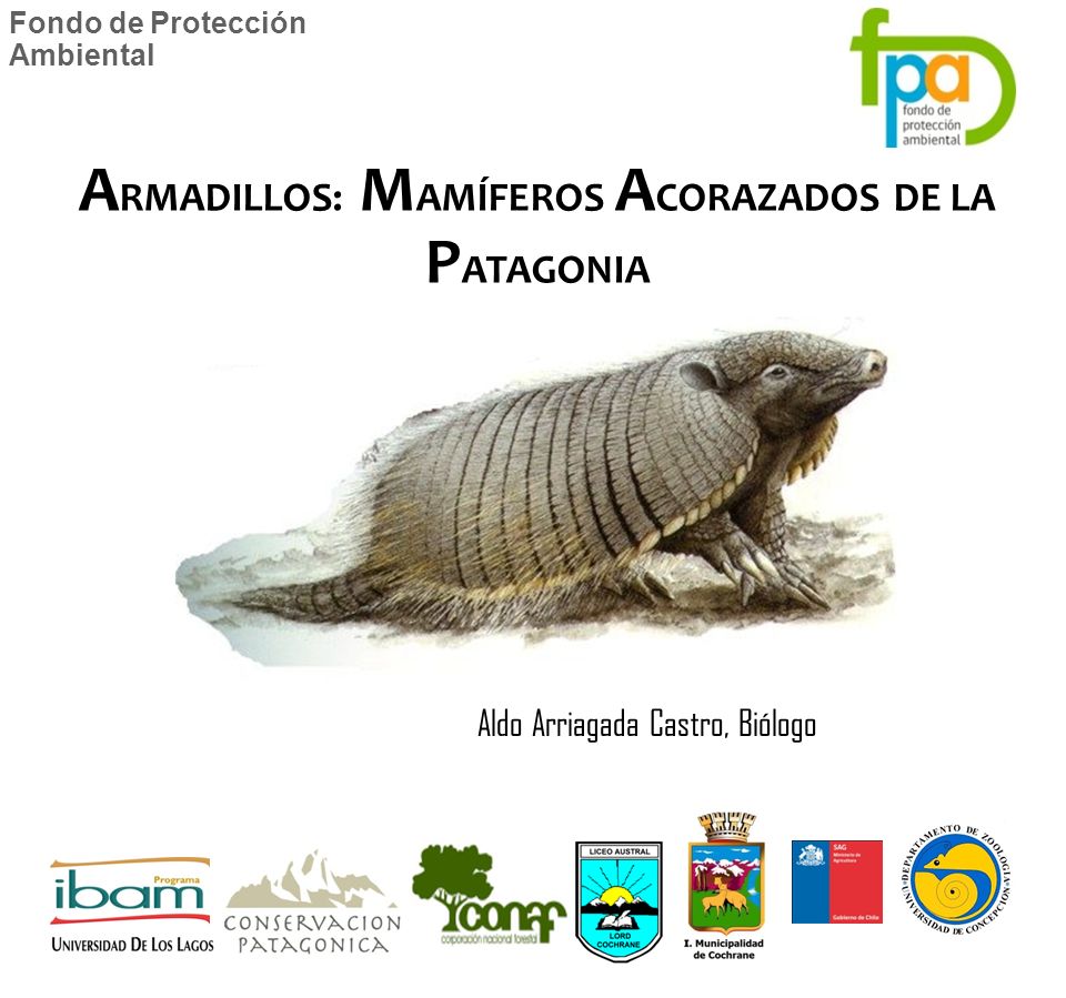 ARMADILLOS: MAMÍFEROS ACORAZADOS DE LA PATAGONIA