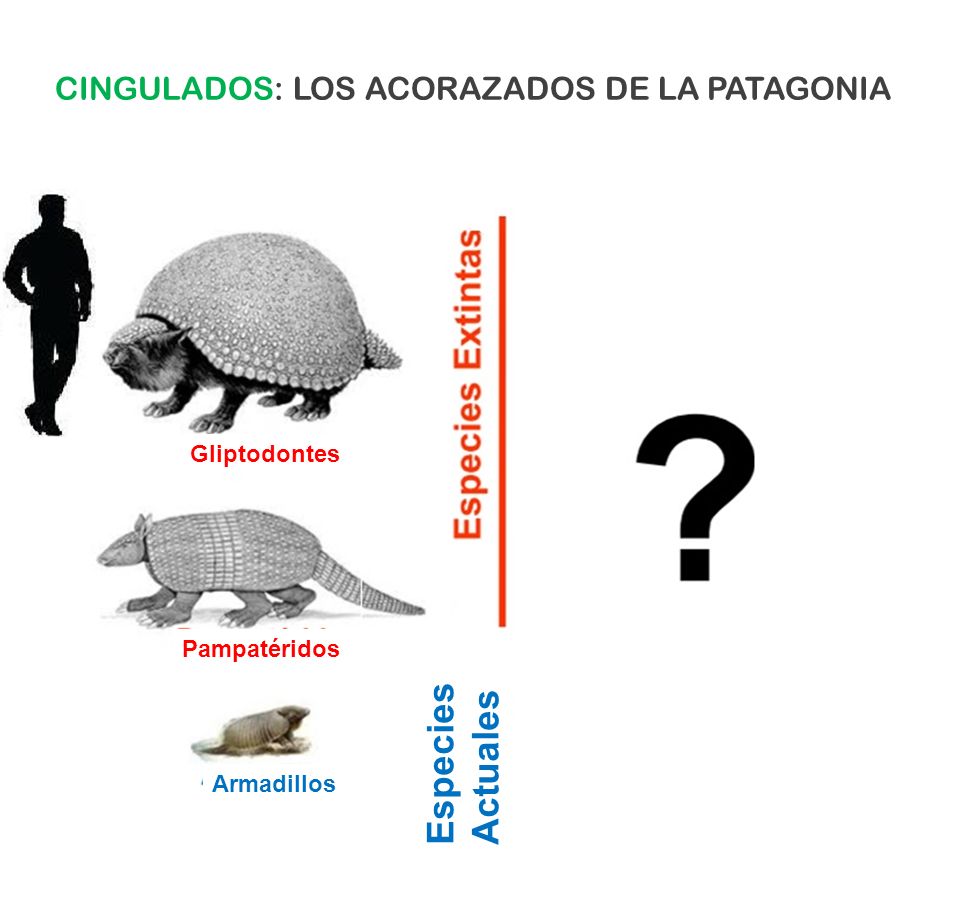 Especies Actuales CINGULADOS: LOS ACORAZADOS DE LA PATAGONIA