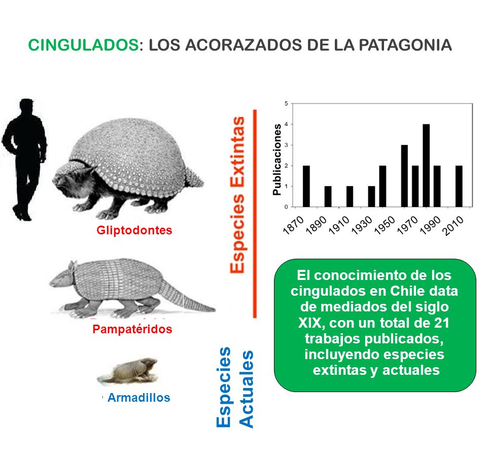 Especies Actuales CINGULADOS: LOS ACORAZADOS DE LA PATAGONIA