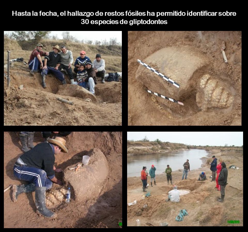 Hasta la fecha, el hallazgo de restos fósiles ha permitido identificar sobre 30 especies de gliptodontes