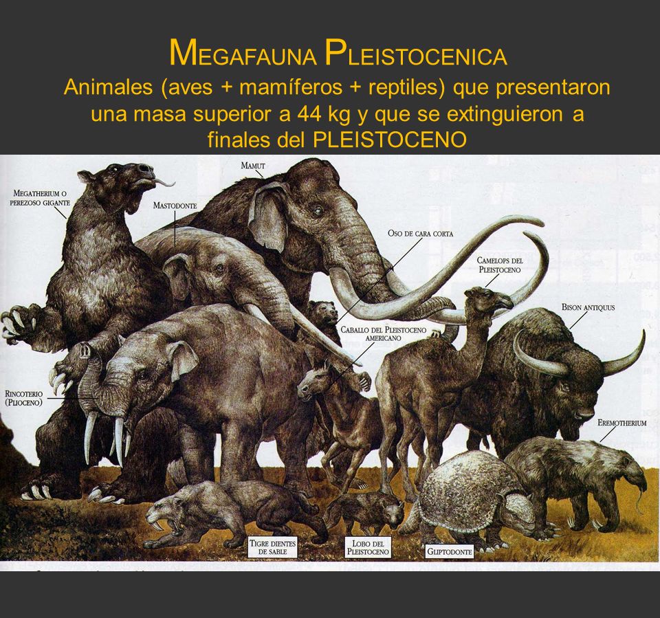 MEGAFAUNA PLEISTOCENICA