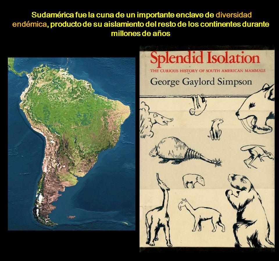 Sudamérica fue la cuna de un importante enclave de diversidad endémica, producto de su aislamiento del resto de los continentes durante millones de años