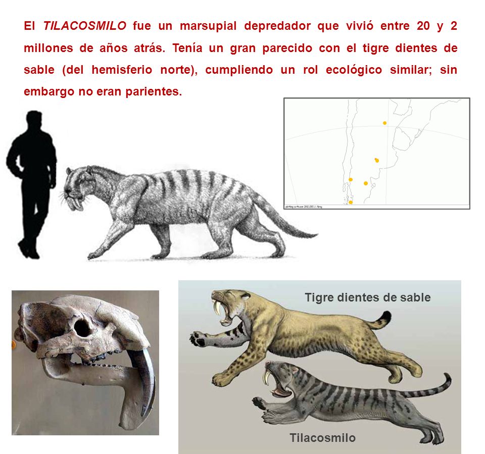 El TILACOSMILO fue un marsupial depredador que vivió entre 20 y 2 millones de años atrás. Tenía un gran parecido con el tigre dientes de sable (del hemisferio norte), cumpliendo un rol ecológico similar; sin embargo no eran parientes.