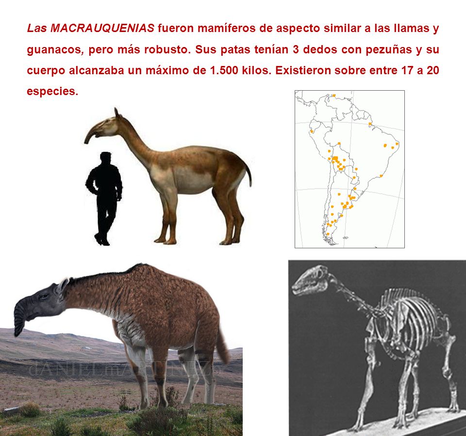 Las MACRAUQUENIAS fueron mamíferos de aspecto similar a las llamas y guanacos, pero más robusto.