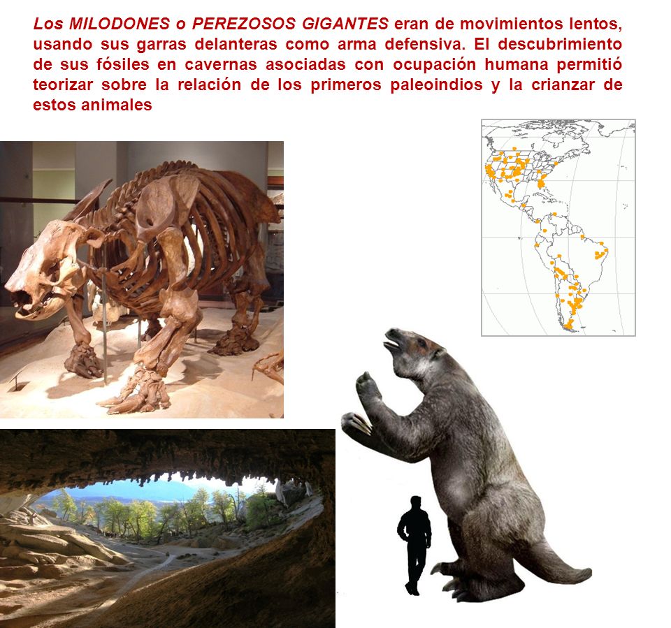 Los MILODONES o PEREZOSOS GIGANTES eran de movimientos lentos, usando sus garras delanteras como arma defensiva.