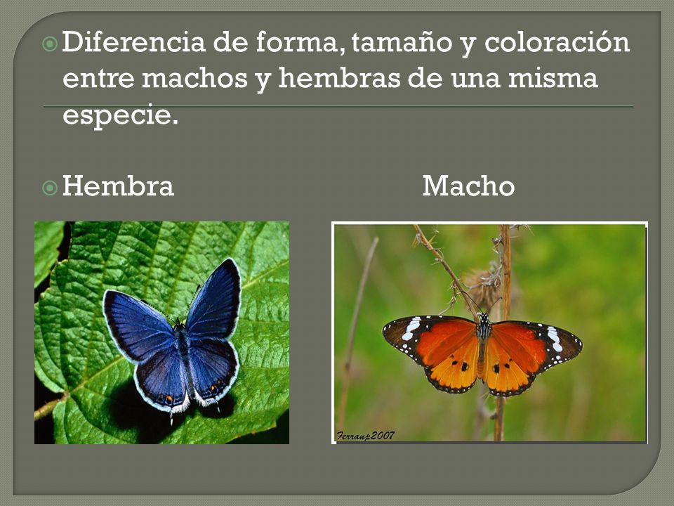Diferencia de forma, tamaño y coloración entre machos y hembras de una misma especie.